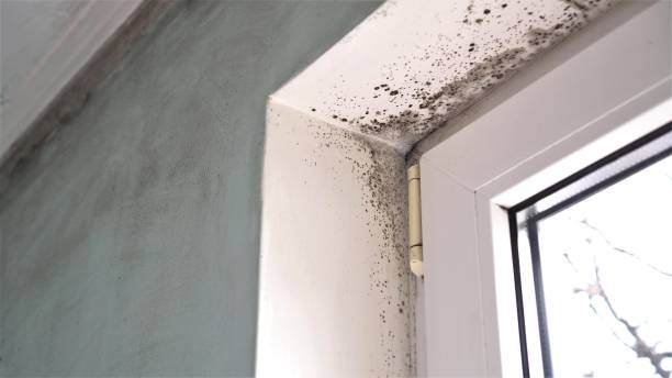 Best Toxic Mold Removal  in Awendaw, SC