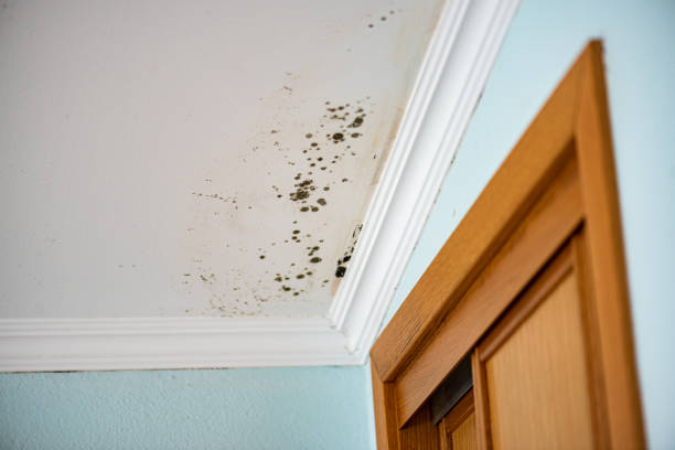 Professional Mold Removal in Awendaw, SC