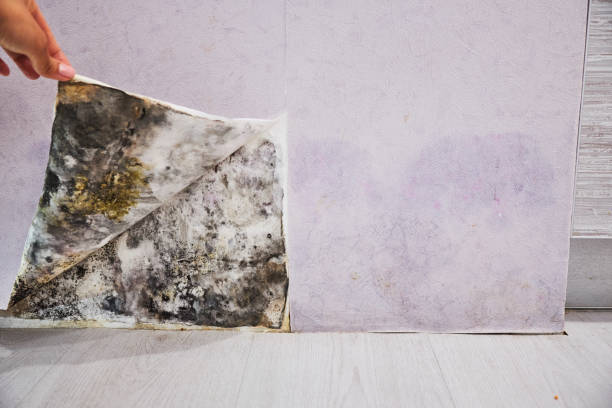 Best Emergency Mold Removal  in Awendaw, SC